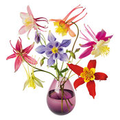 Flat Flowers Akelei van Flat Flowers