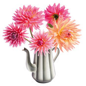 Flat Flowers Dahlia koffiepot van Flat Flowers
