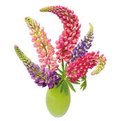 Flat Flowers Lupine van Flat Flowers