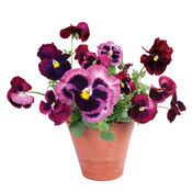 Flat Flowers Violen van Flat Flowers