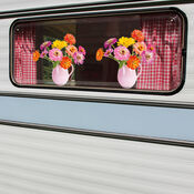 Flat Flowers Zinnia van Flat Flowers